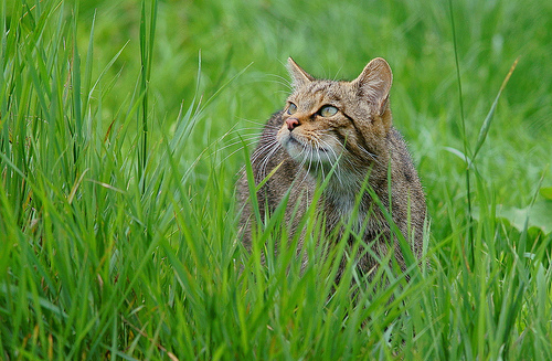 猫草とは何 猫好きでも意外と知らない猫草の種類 ねこくる