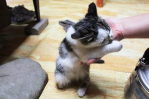 手に噛み付く猫