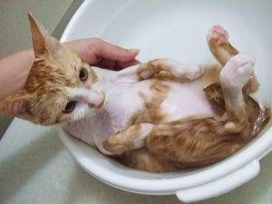 お風呂に入ってる猫