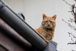 屋根上の猫