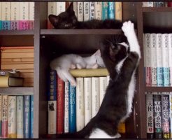 本棚で爪研ぎする子猫