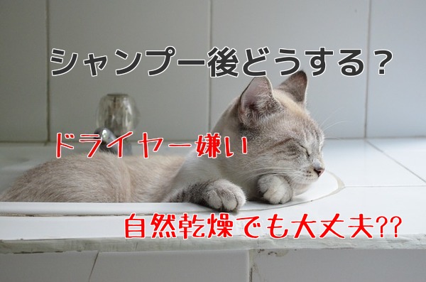 自然乾燥でも大丈夫 猫のシャンプー後の乾かす必要性と注意点について ねこくる