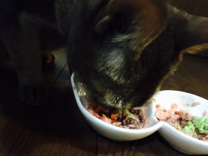 猫ご飯10日目-2