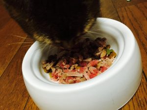 猫ご飯7日目-2