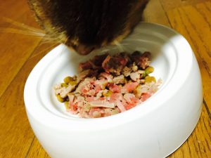 猫ご飯7日目-3