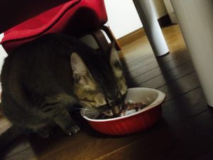 猫ご飯8日目-2