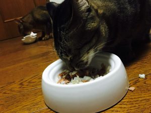 猫ご飯8日目-3