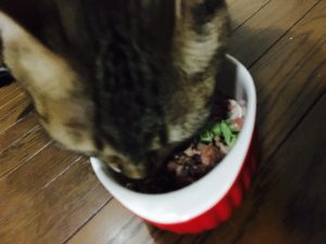 猫ご飯9日目-2