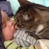 【悶絶注意】人間の赤ちゃんが大好きな猫たち(*´Д｀)