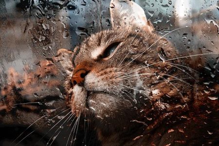 雨の日の猫　