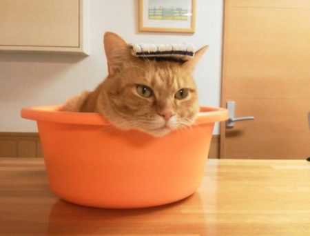 風呂桶に入る猫