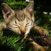 子猫に猫草はいつからあげる？猫草を与える目的と効果について