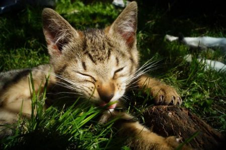 草原子猫１