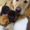 【癒し】お昼寝中のレトリバーと2匹の子猫にかわいいハプニング?!