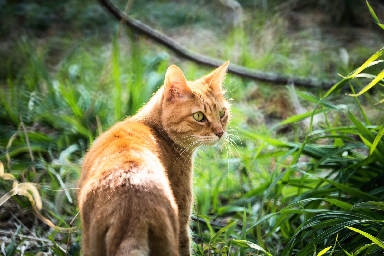 これでもう安心 猫の迷子対策にうってつけのｇｐｓ首輪とは ねこくる