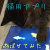 [Cat Fishing]猫用アプリで遊ぶ猫がかわいすぎる。