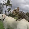 【犬猫動画】犬を踏み台にして宙を舞う猫!コンビネーションがすごい